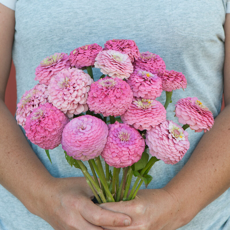 Small Zinnia Mix |10 Stems | $9.50