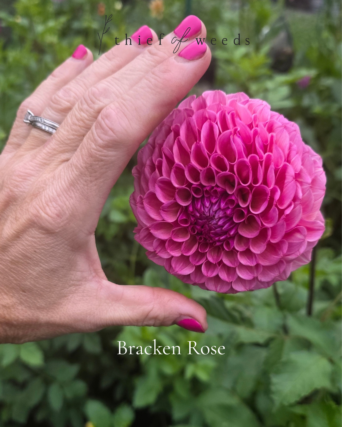 Bracken Rose