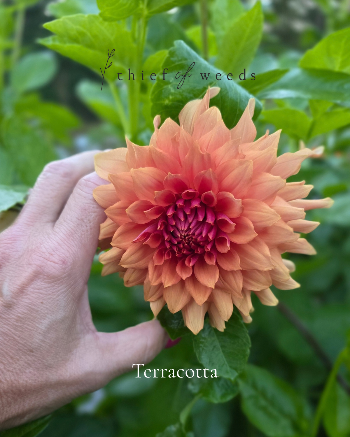 Terracotta
