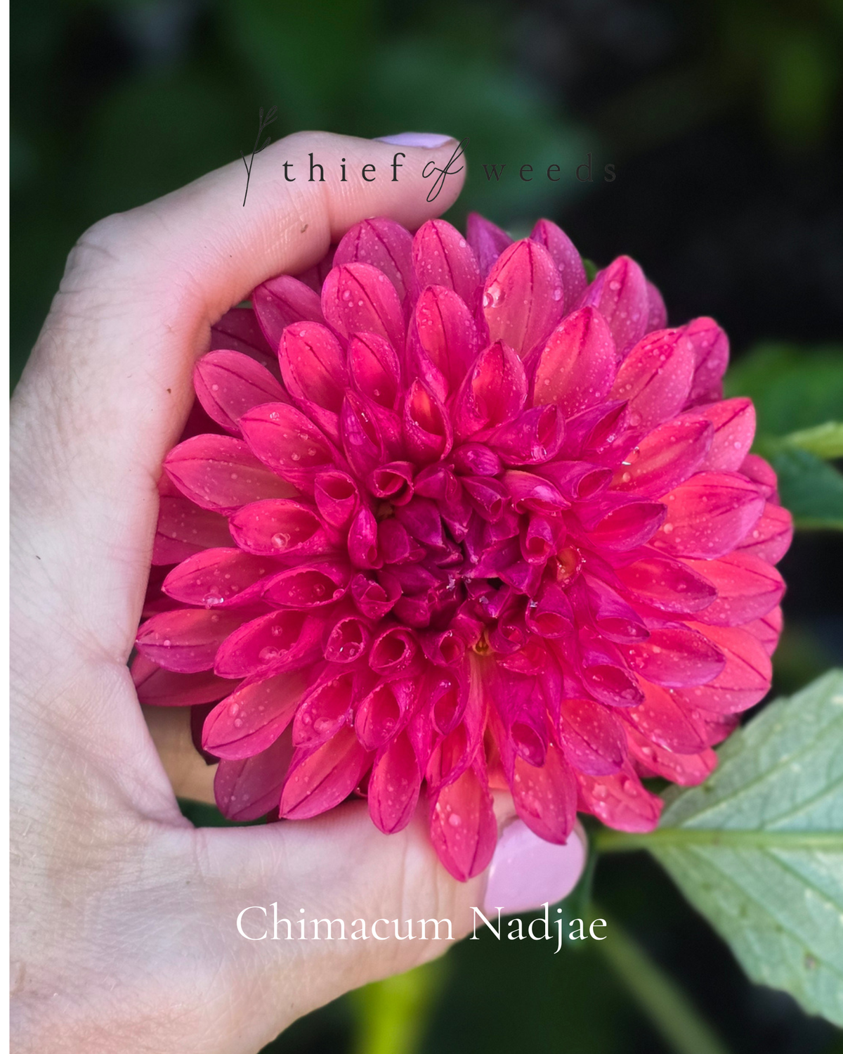 Chimacum Nadjae