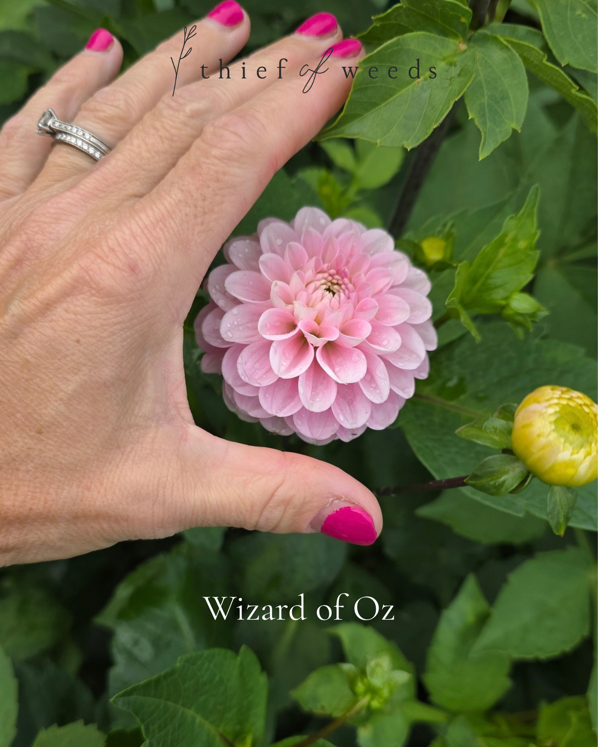 Wizard of Oz