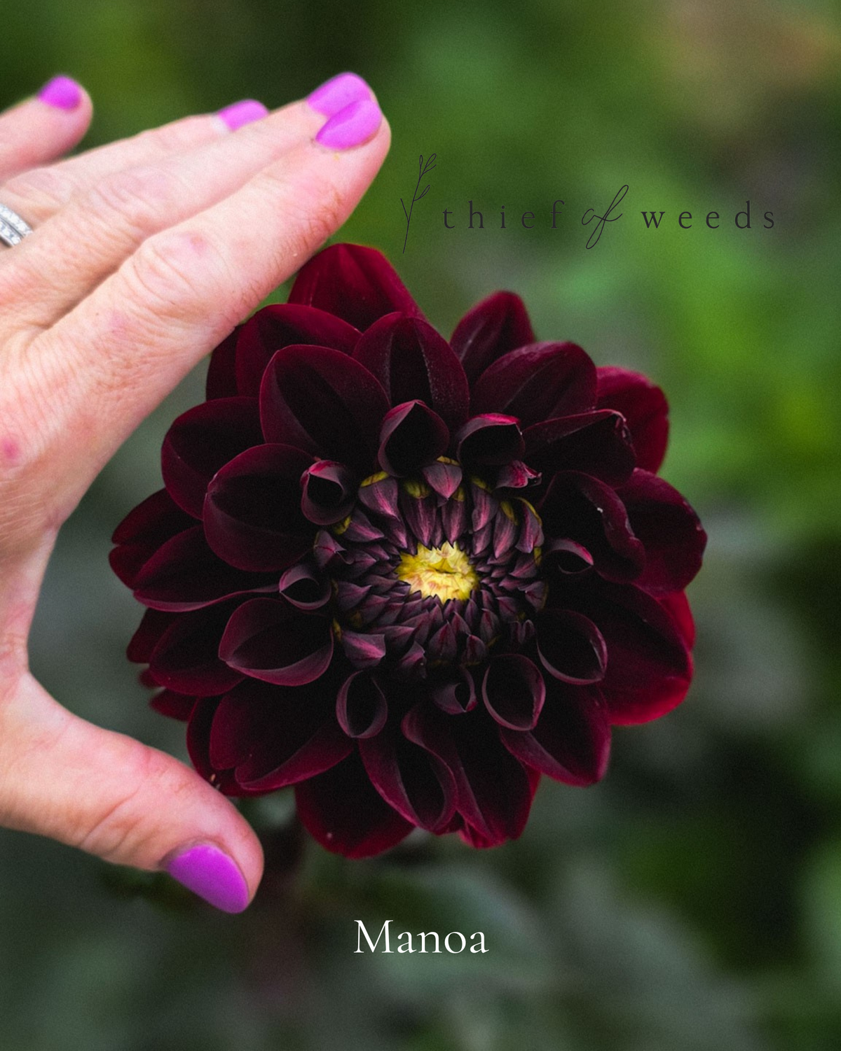 Manoa