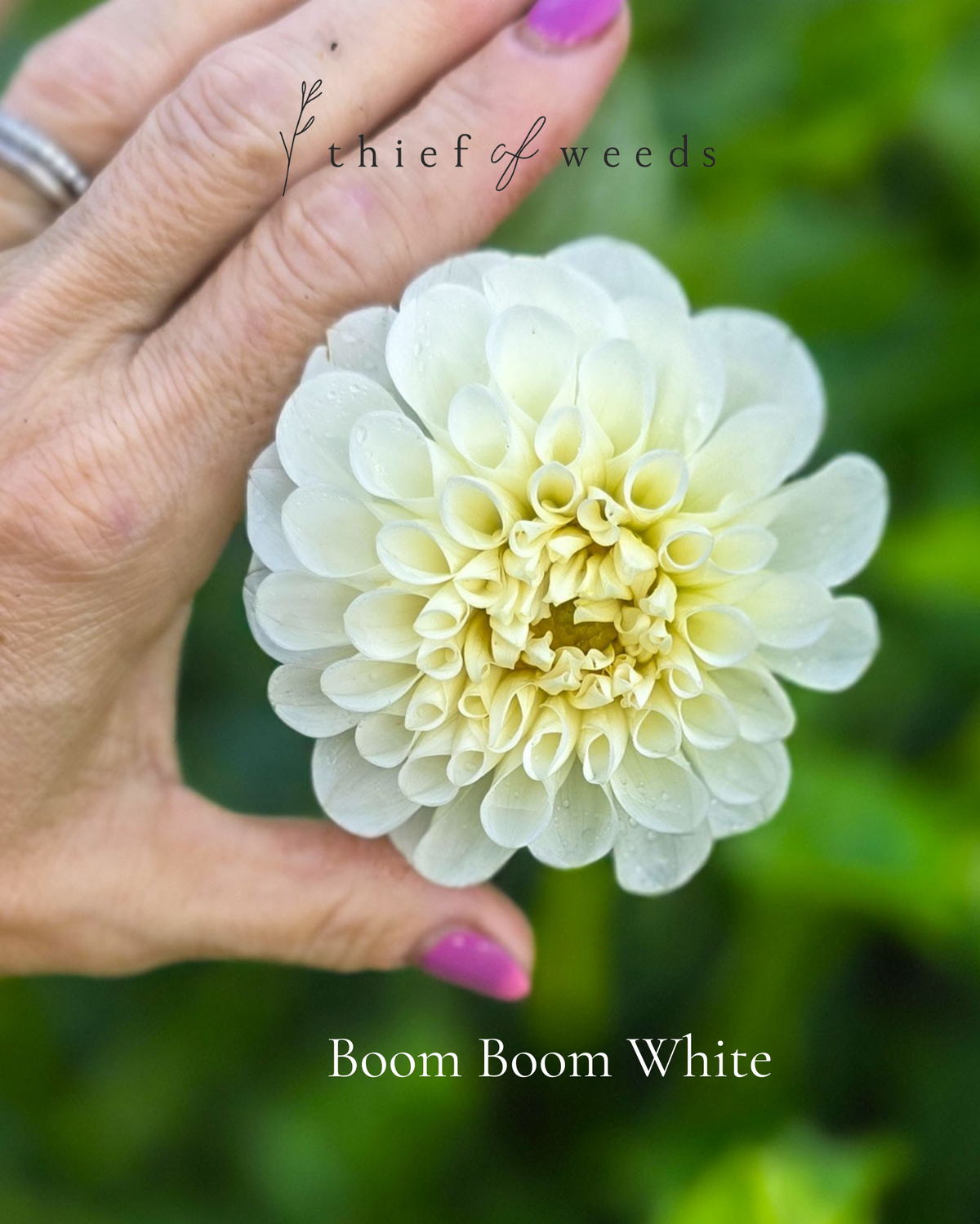 Boom Boom White
