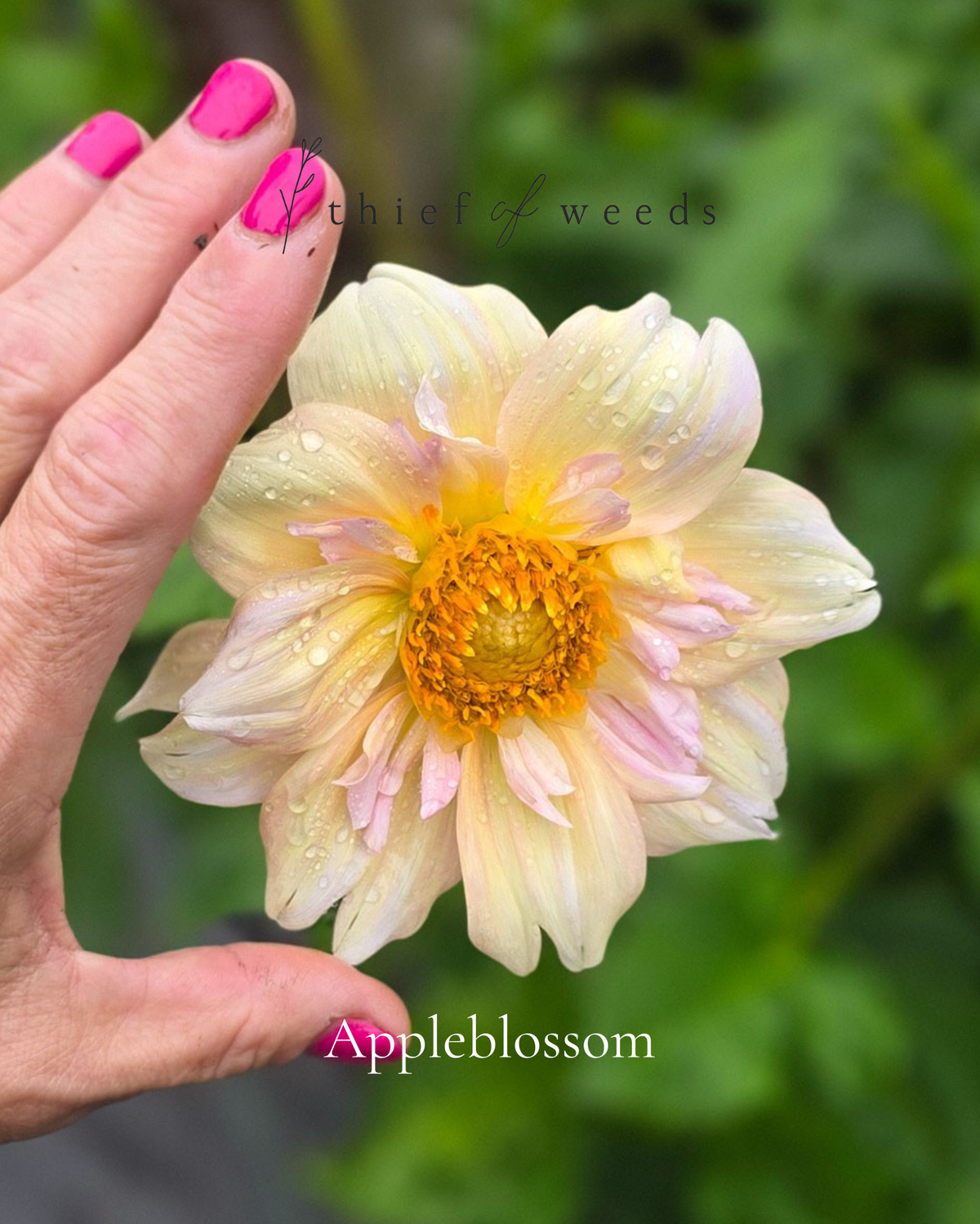 Appleblossom
