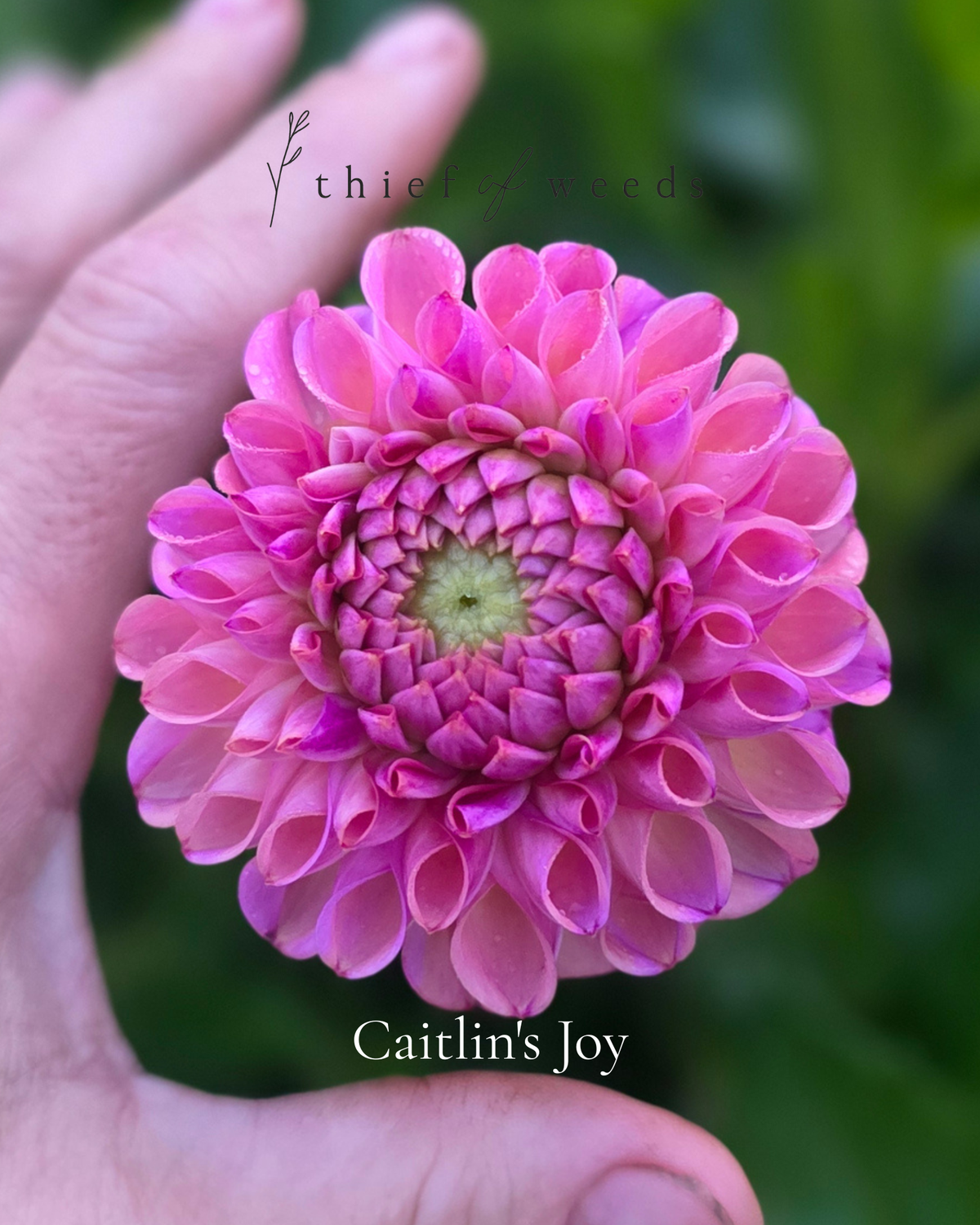 Caitlin's Joy
