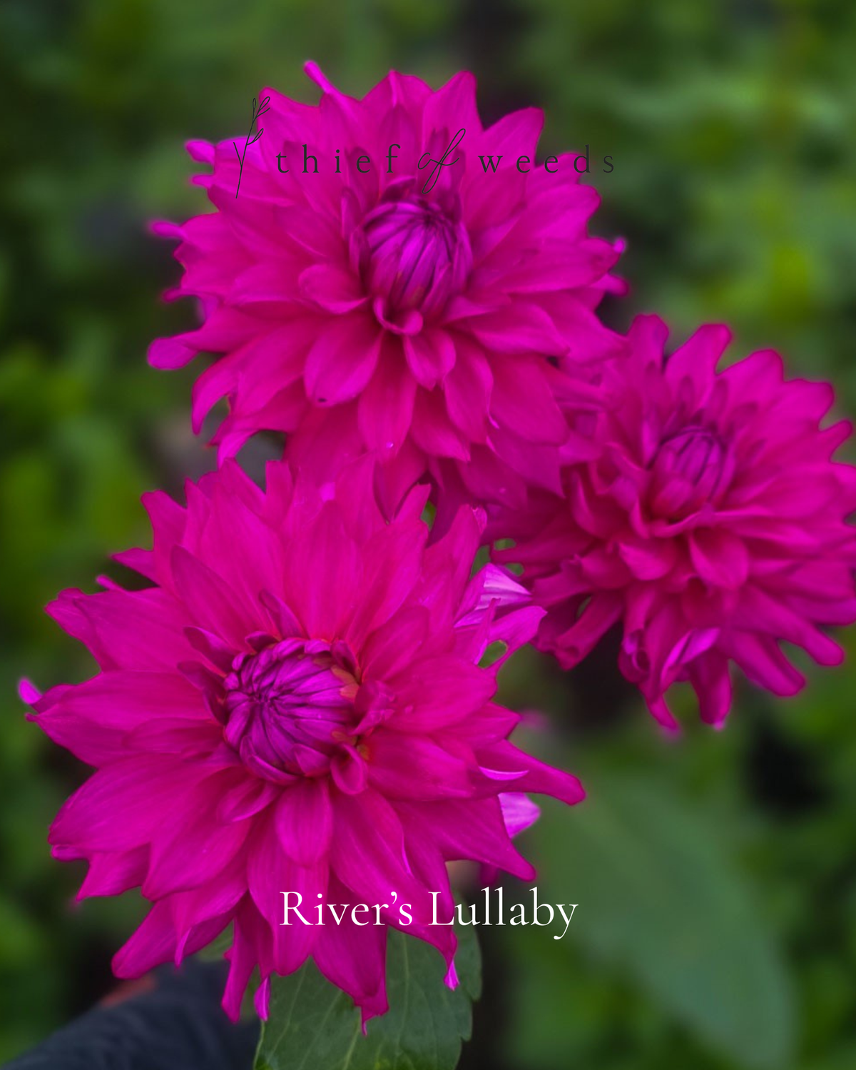 River's Lullaby