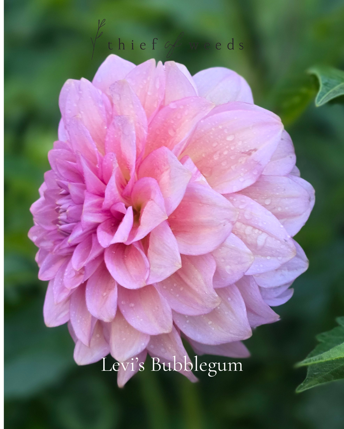 Levi's Bubblegum