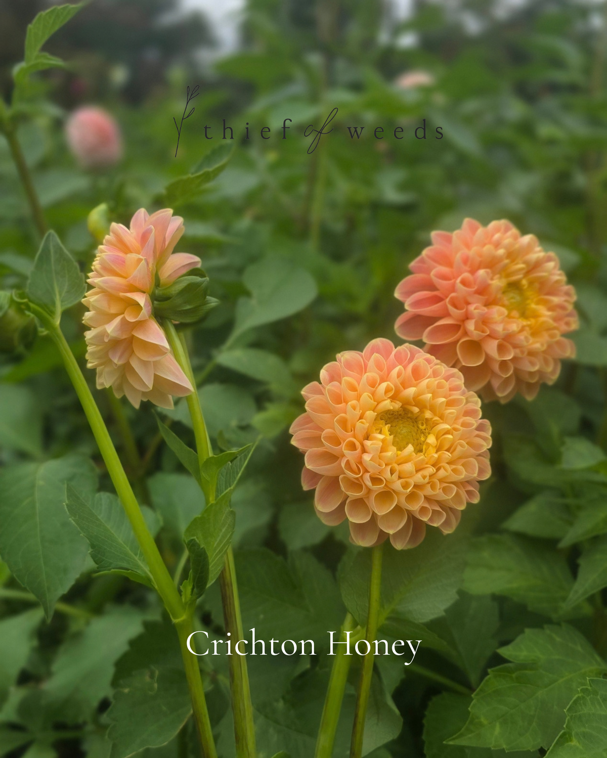 Crichton Honey