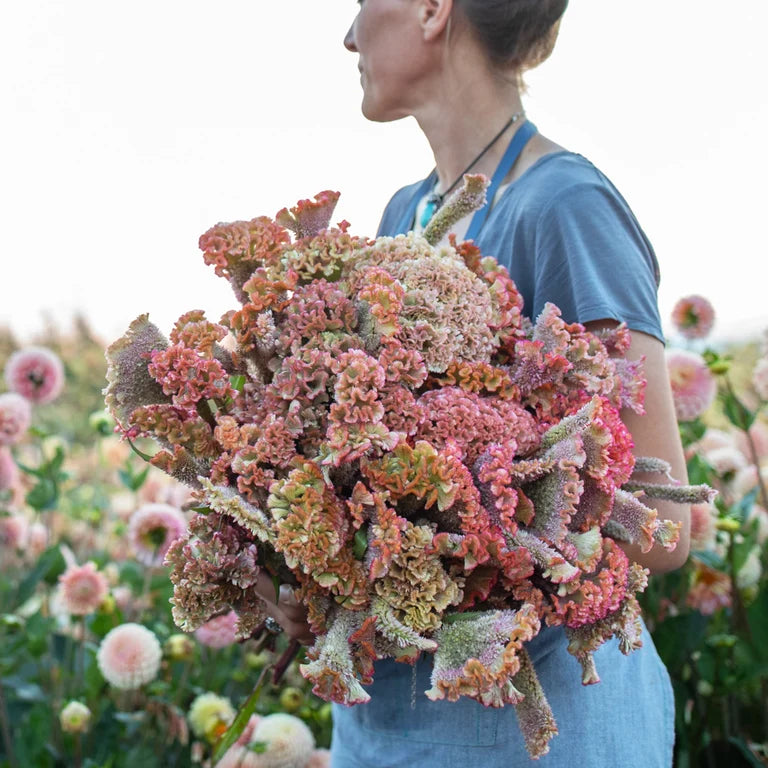 Celosia | 10 Stems | $11.50