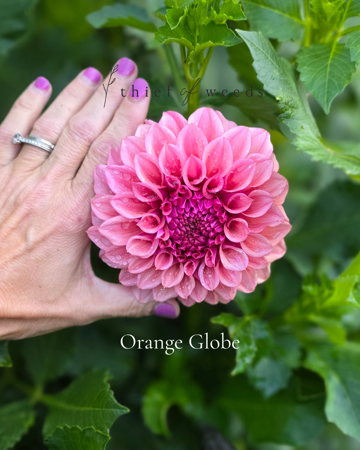 Orange Globe