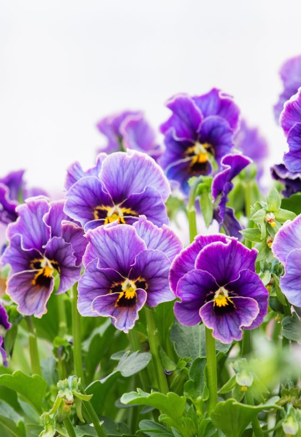 Isao Sato Pansy & Viola Collection – 12 Plug Pack