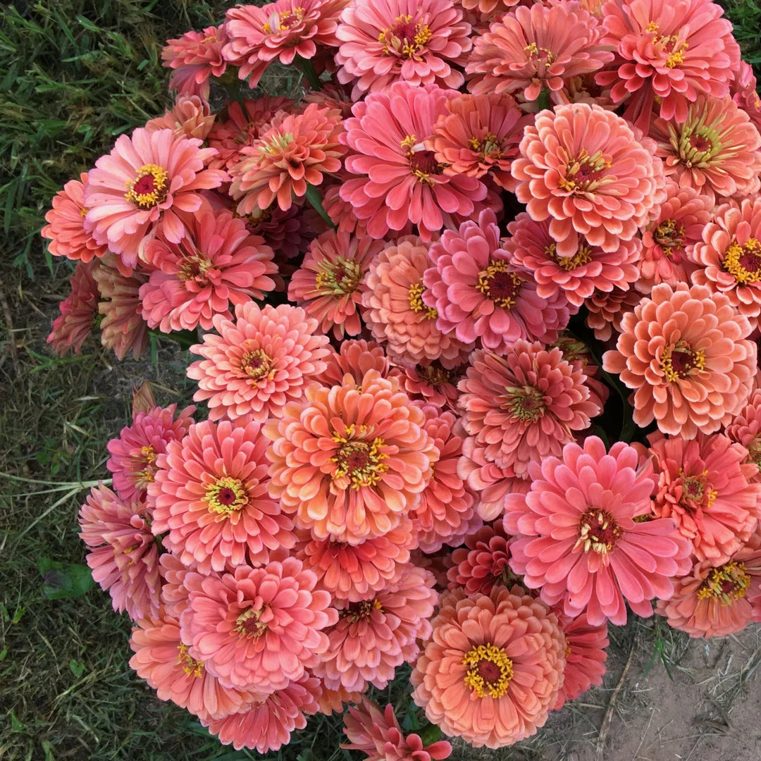 Large Zinnia Mix |10 Stems | $13.00