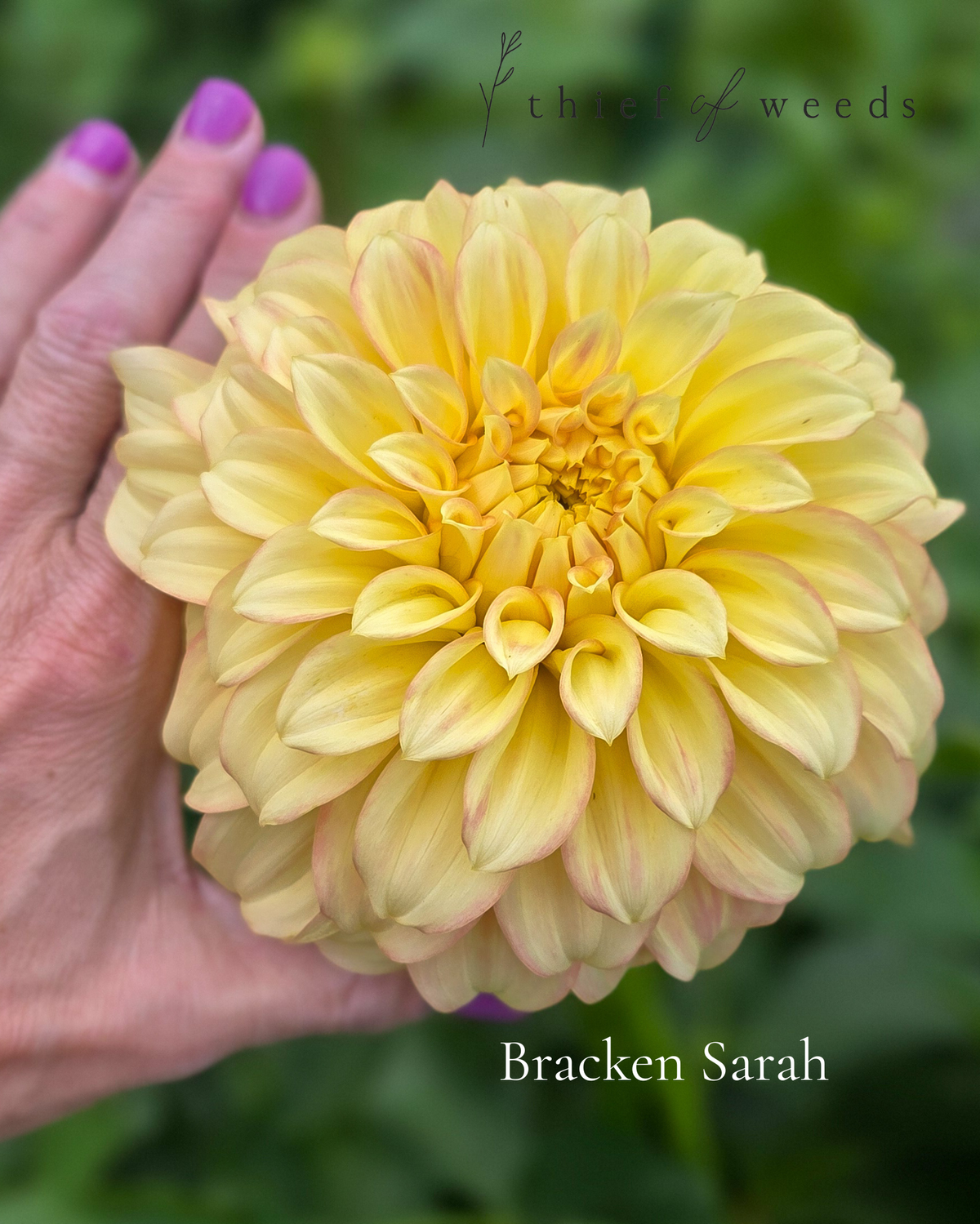 Bracken Sarah
