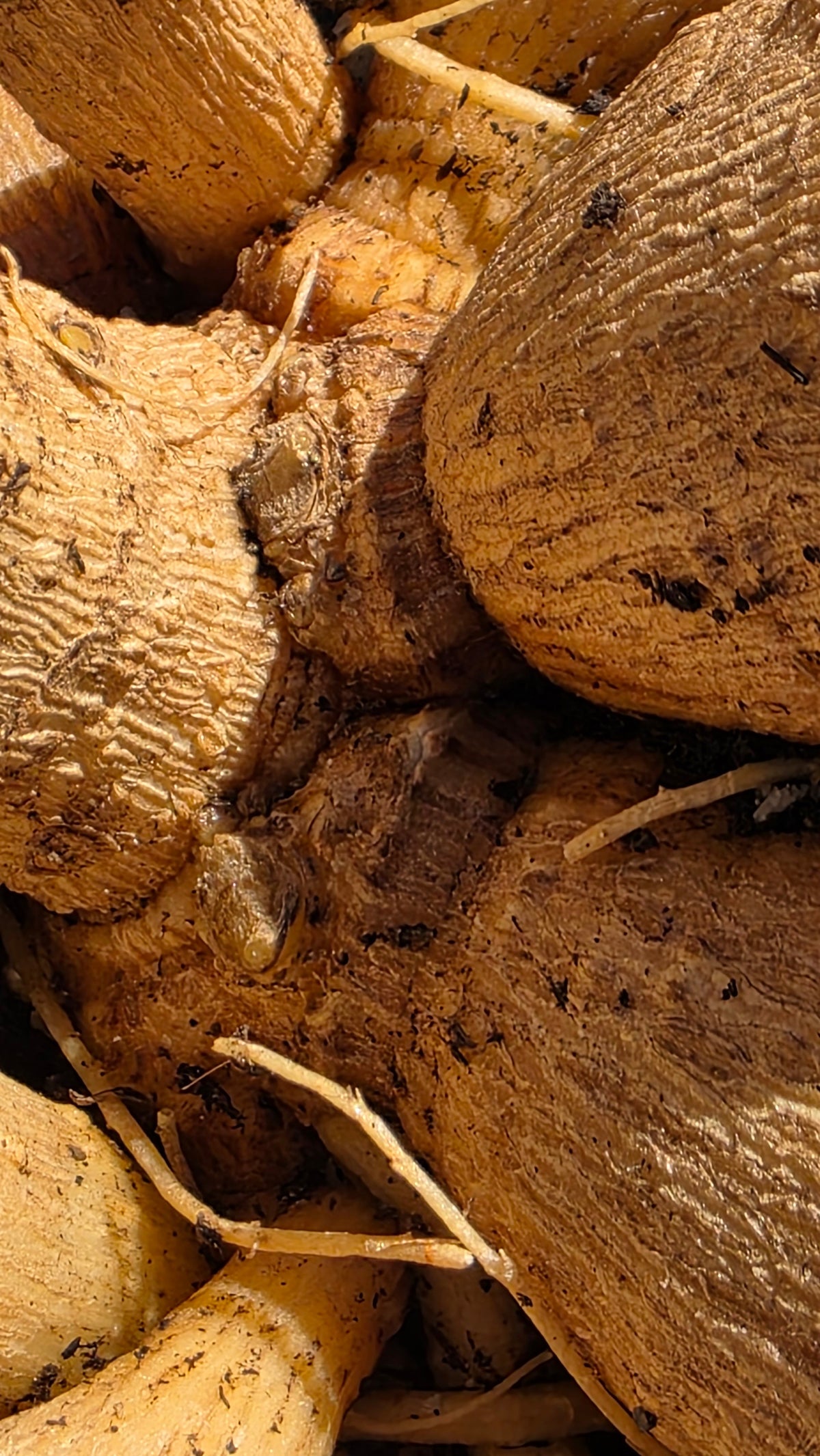 How to Divide Dahlia Tubers – Thief of Weeds