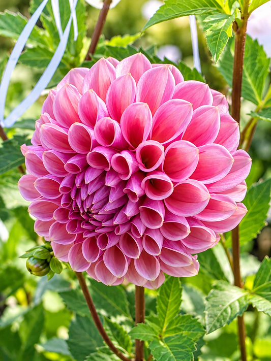 How to Grow Dahlias