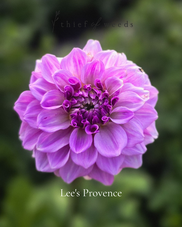 Informal Decorative