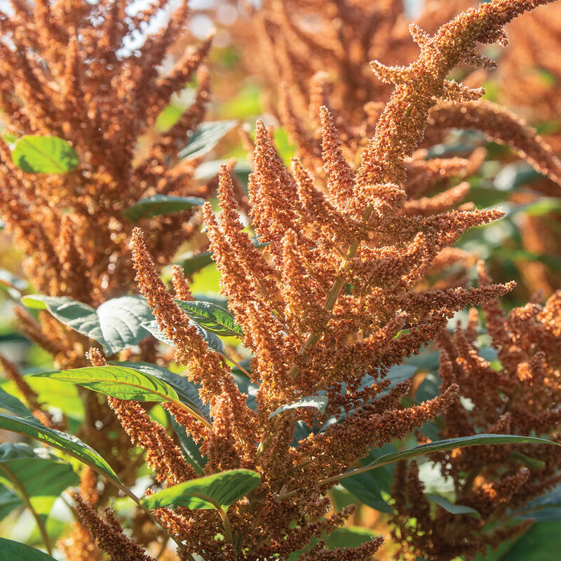 Amaranth | 10 Stems | $15.00