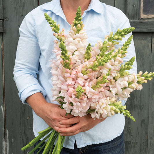 Snapdragon - Avignon Silver II