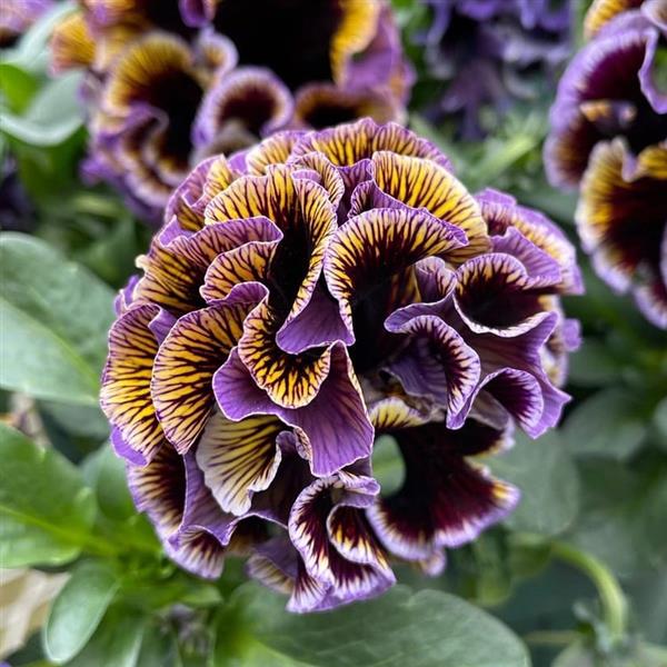 Isao Sato Pansy & Viola Collection – 12 Plug Pack