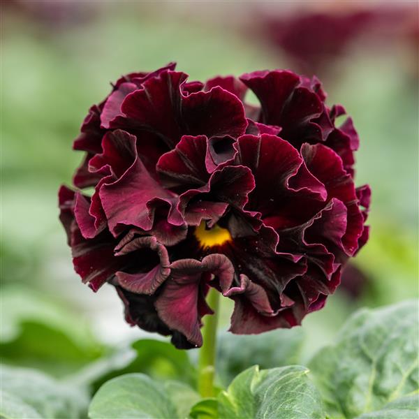 Isao Sato Pansy & Viola Collection – 12 Plug Pack