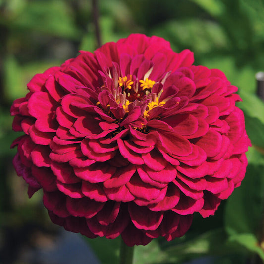 Large Zinnia Mix |10 Stems | $13.00