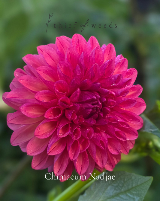 Chimacum Nadjae