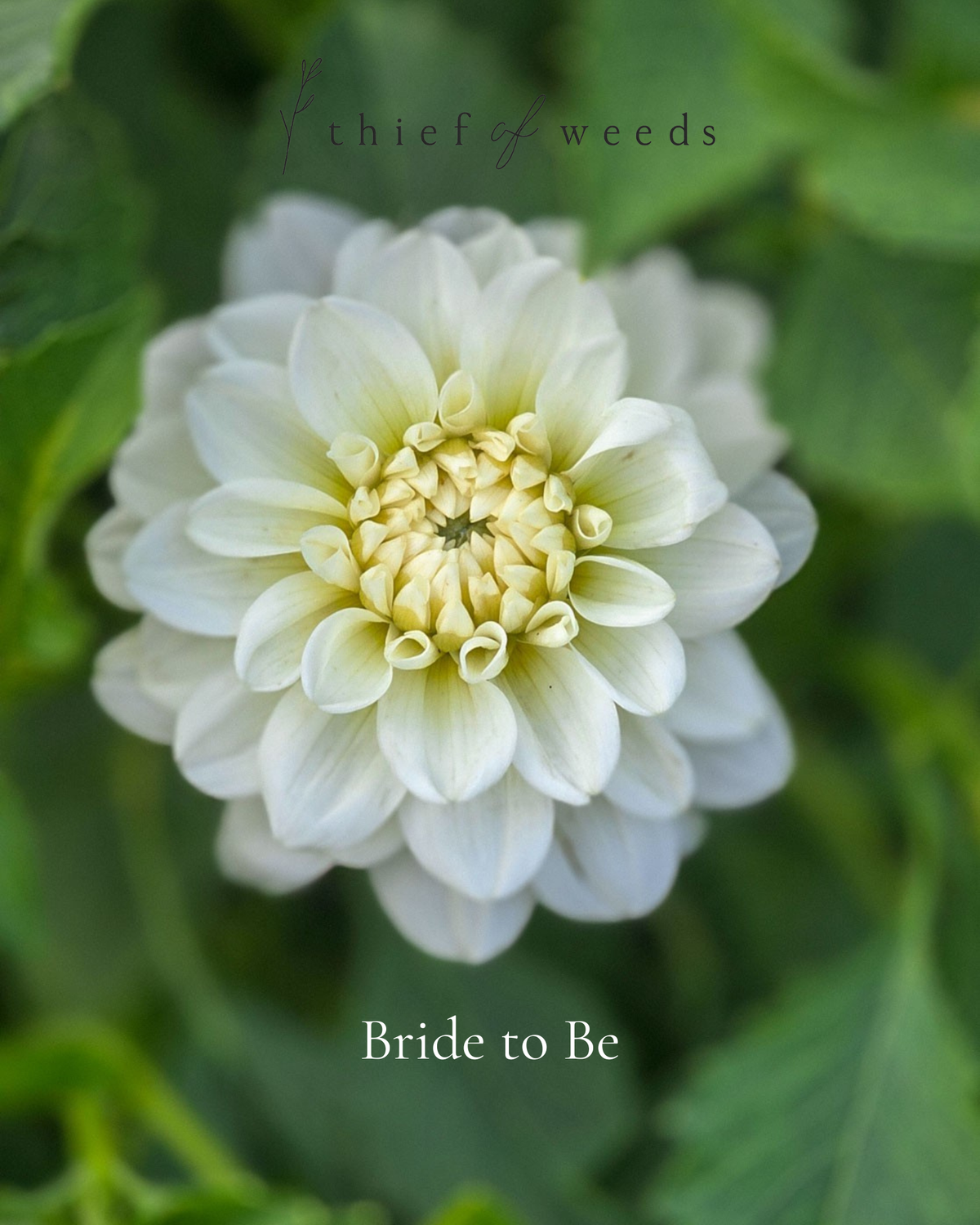 Bride to Be