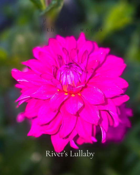 River's Lullaby