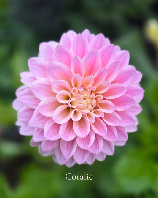 Coralie