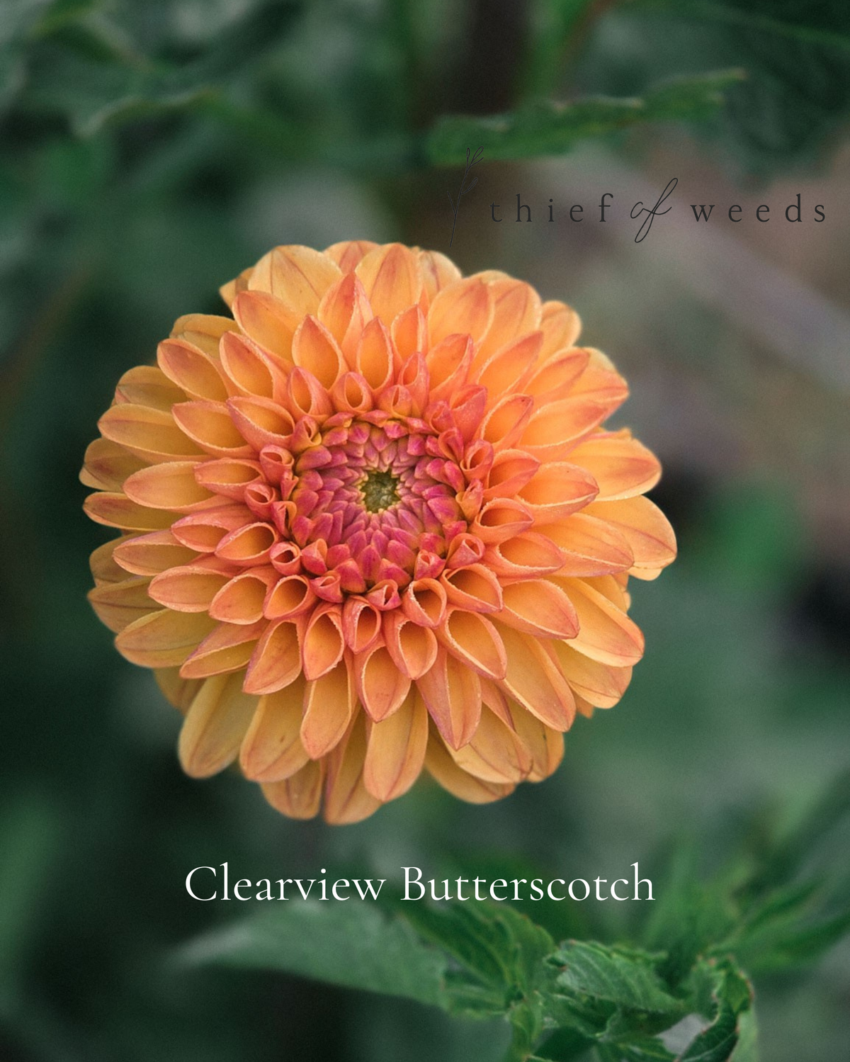 Clearview Butterscotch