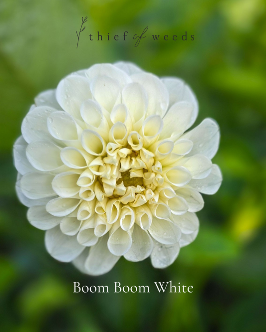 Boom Boom White