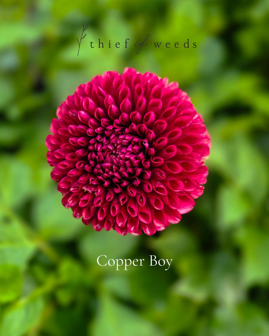 Copper Boy