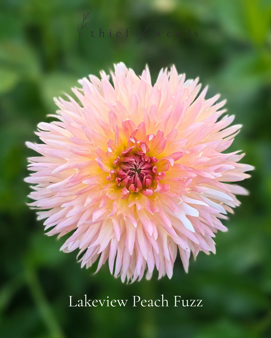 Lakeview Peach Fuzz