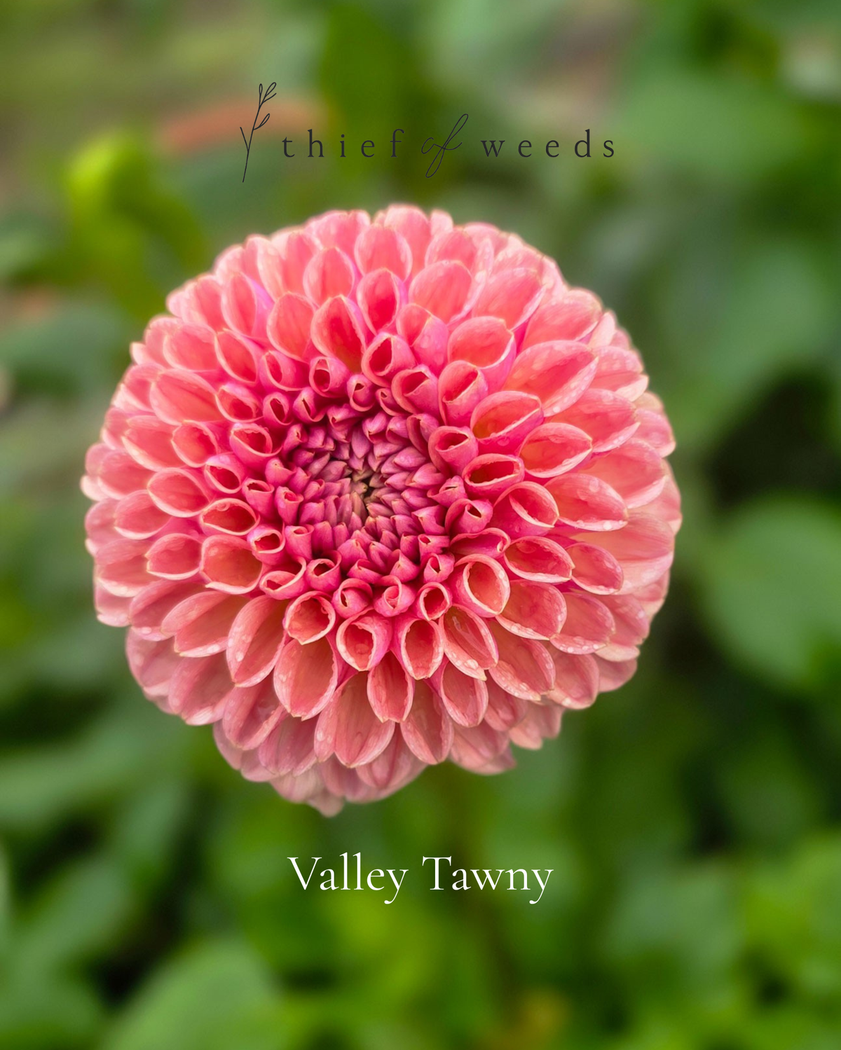 Valley Tawny