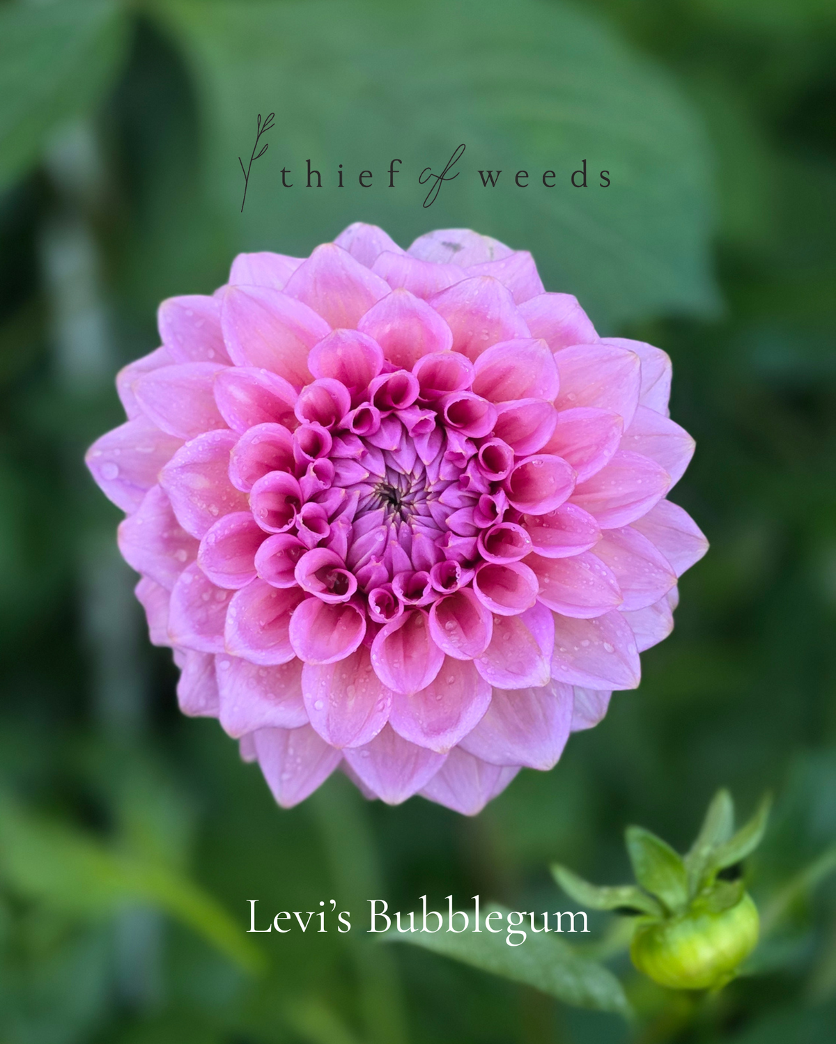 Levi's Bubblegum