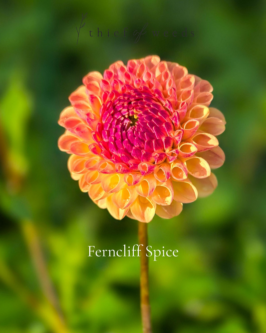 Ferncliff Spice