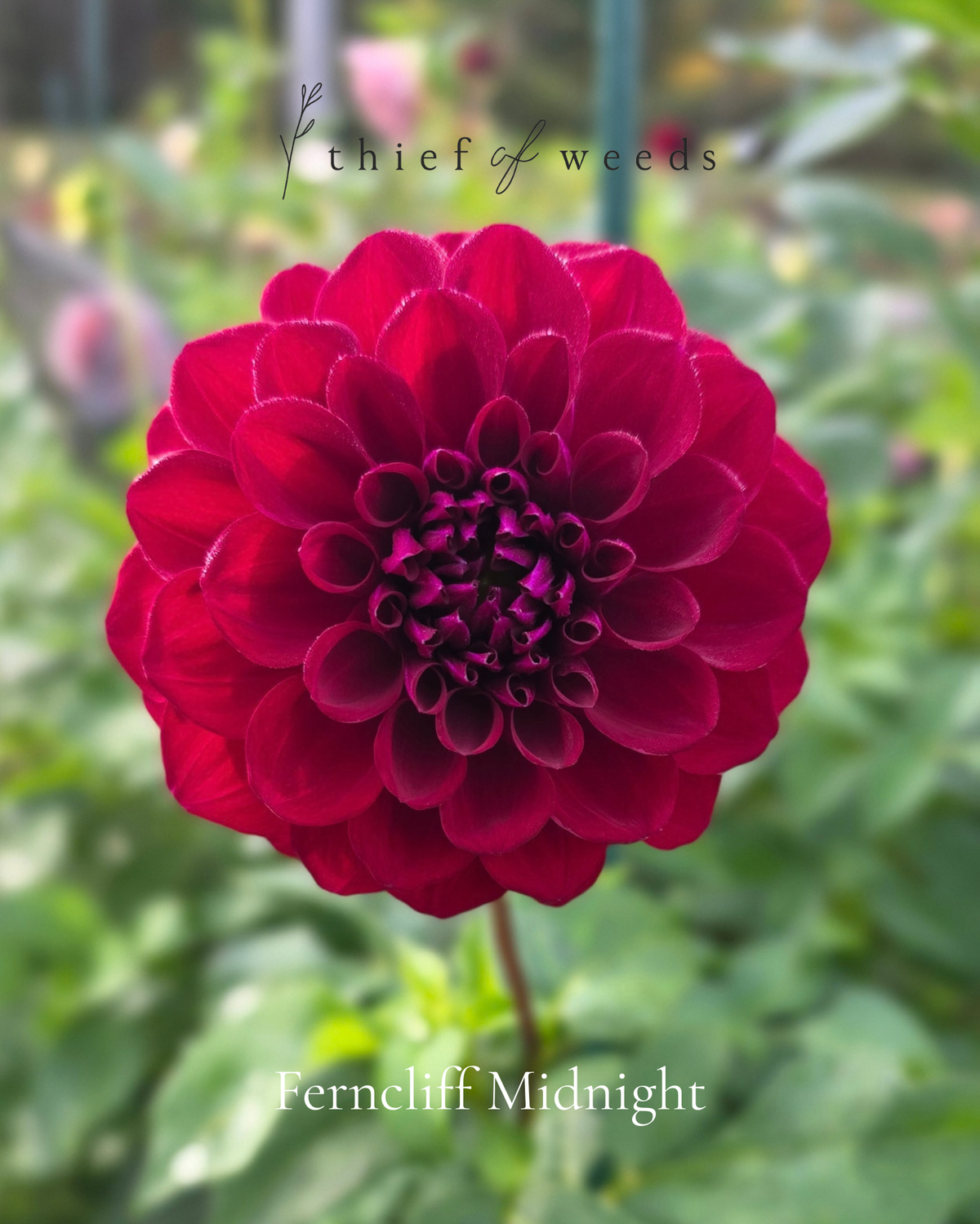 Ferncliff Midnight