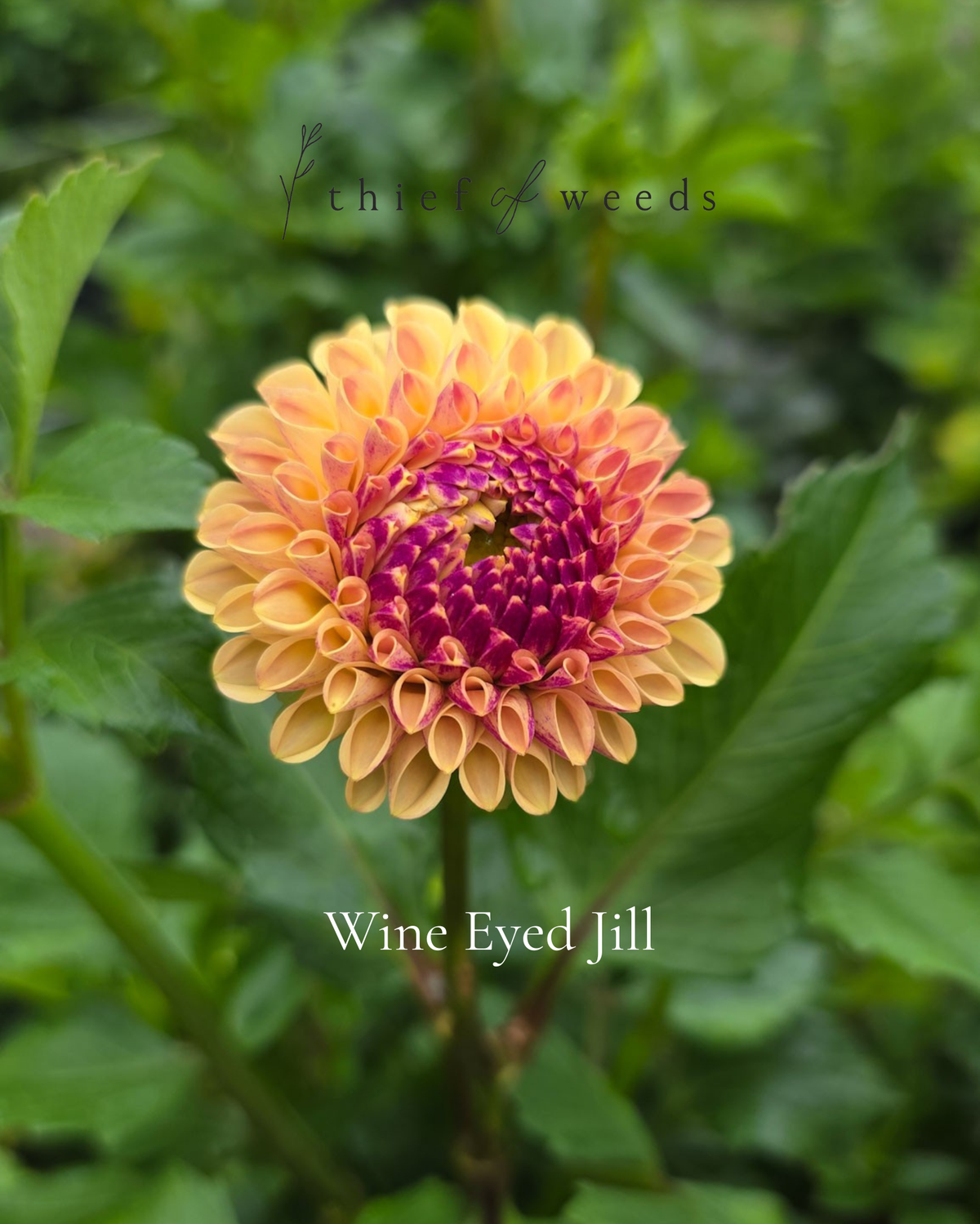 Wine Eyed Jill