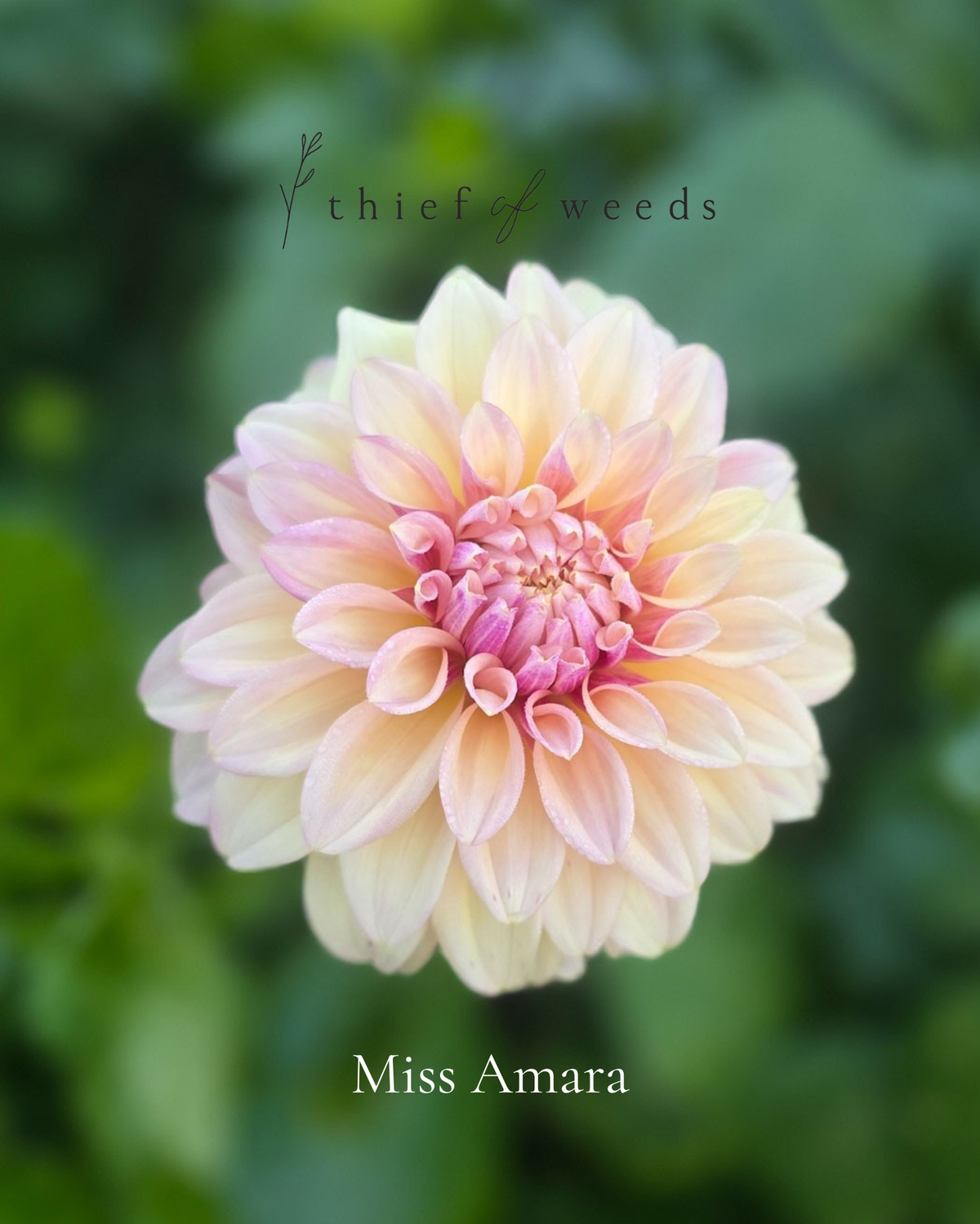 Miss Amara