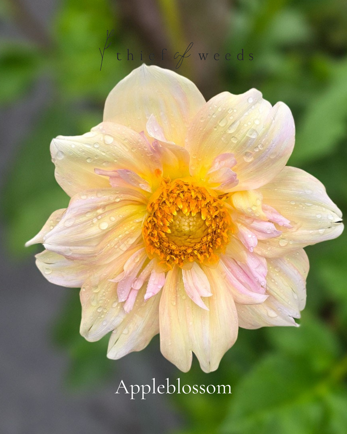 Appleblossom