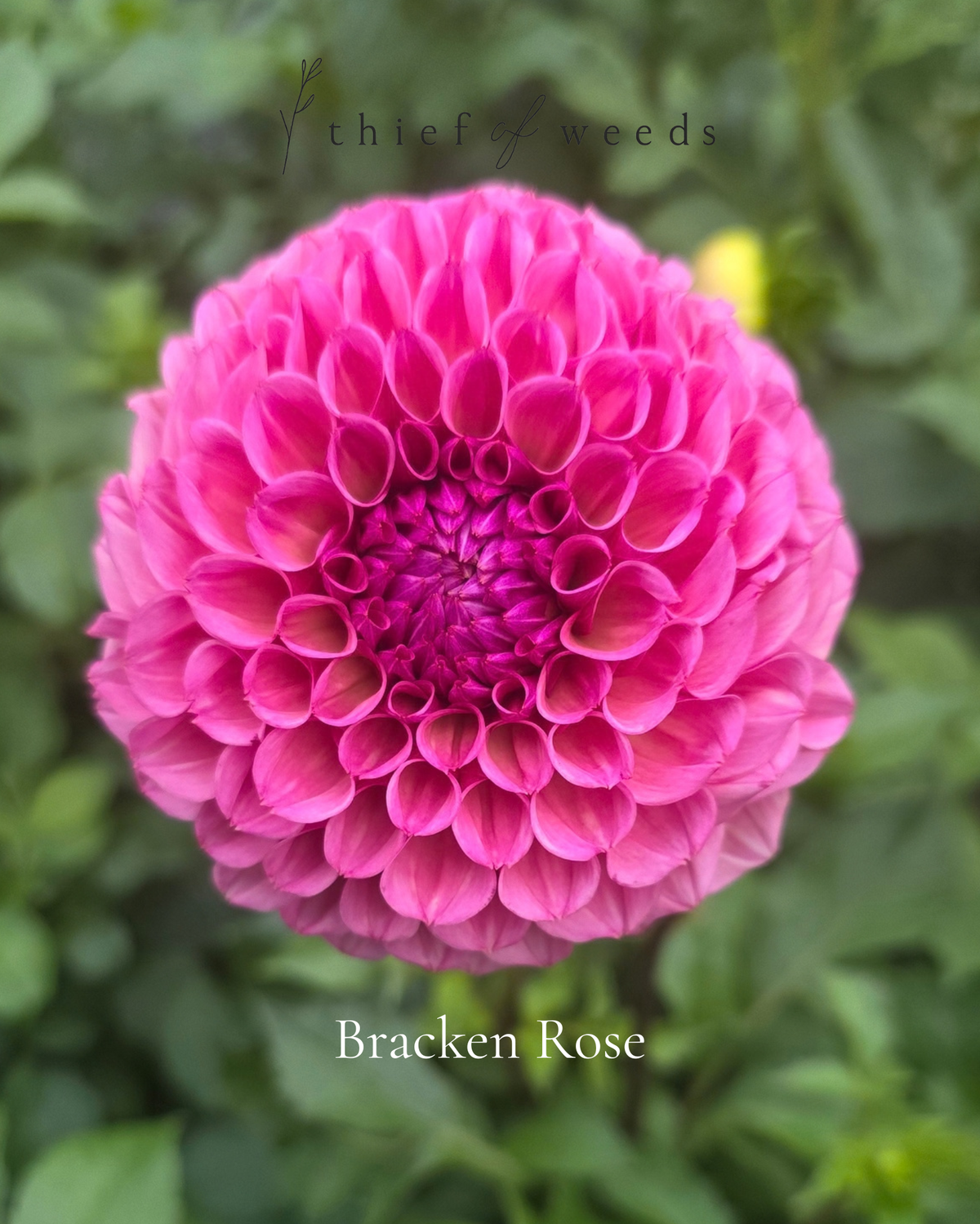 Bracken Rose