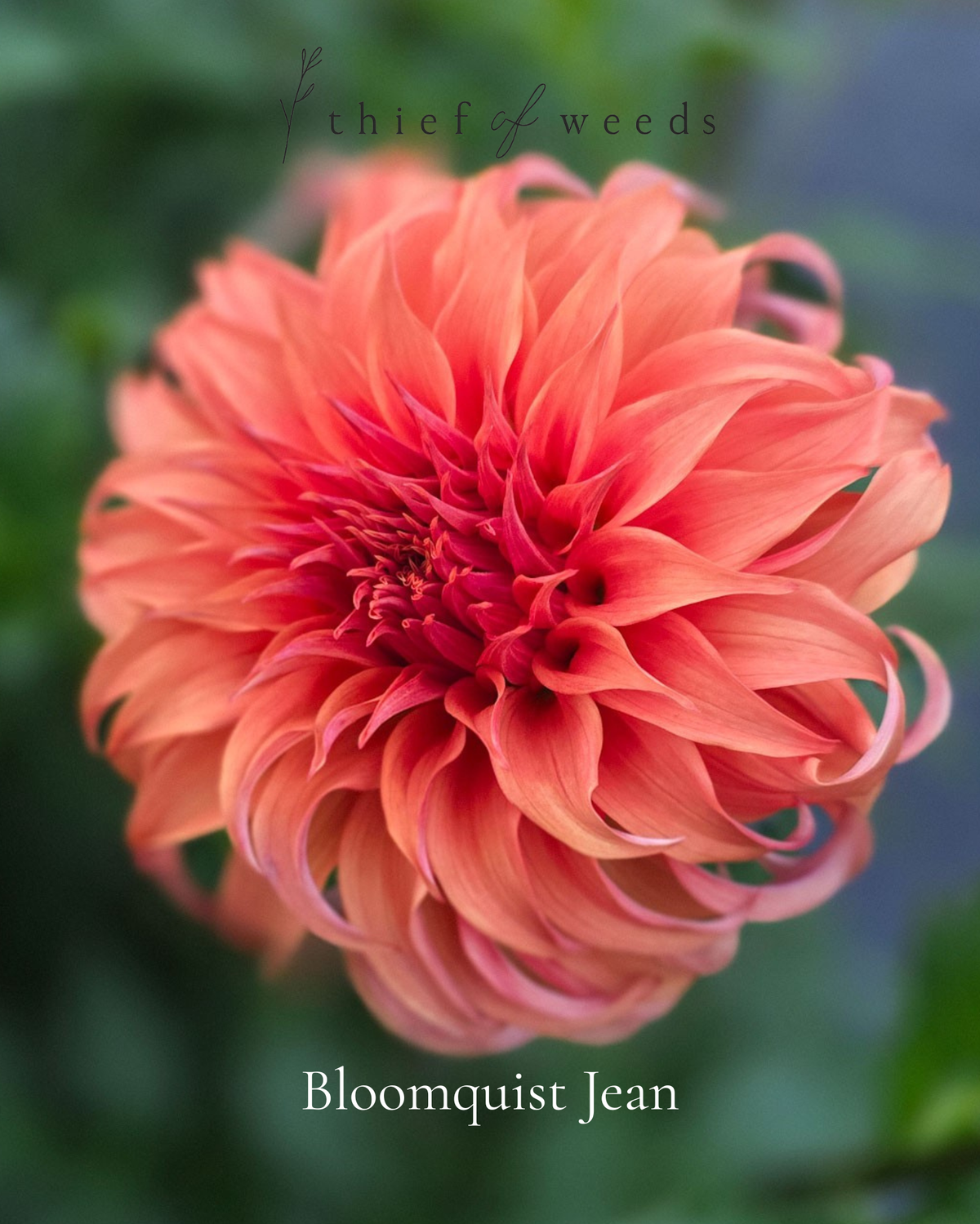 Bloomquist Jean