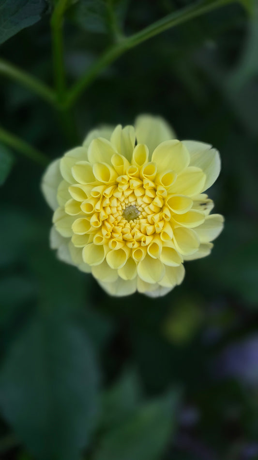 Yellow Symphony