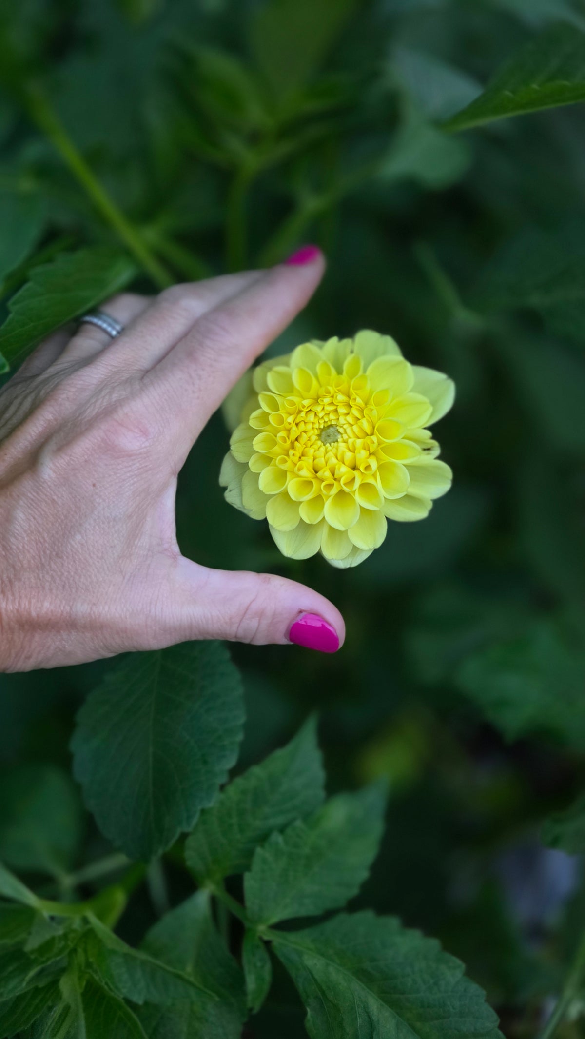 Yellow Symphony