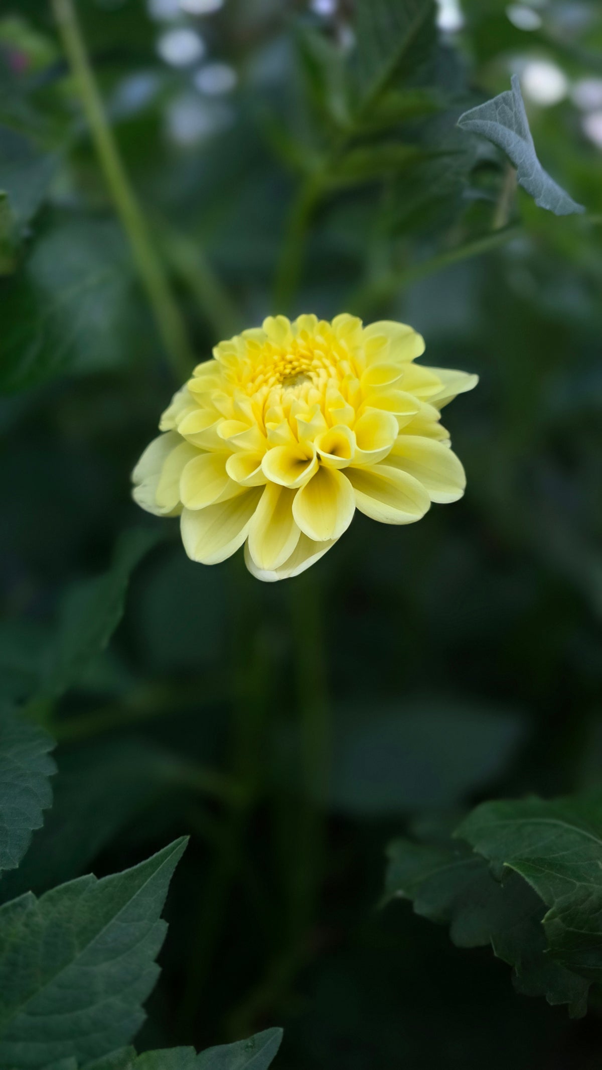 Yellow Symphony