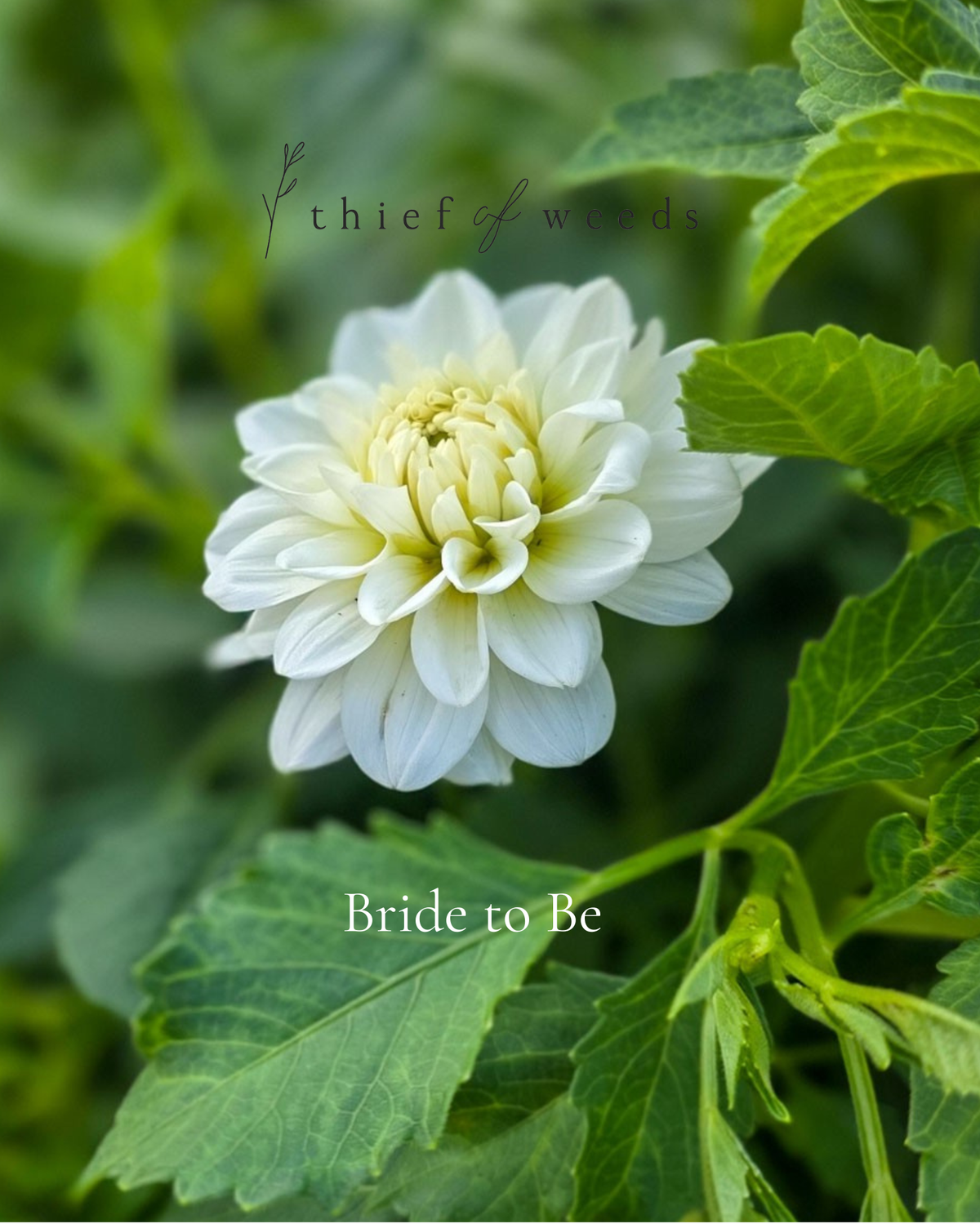 Bride to Be