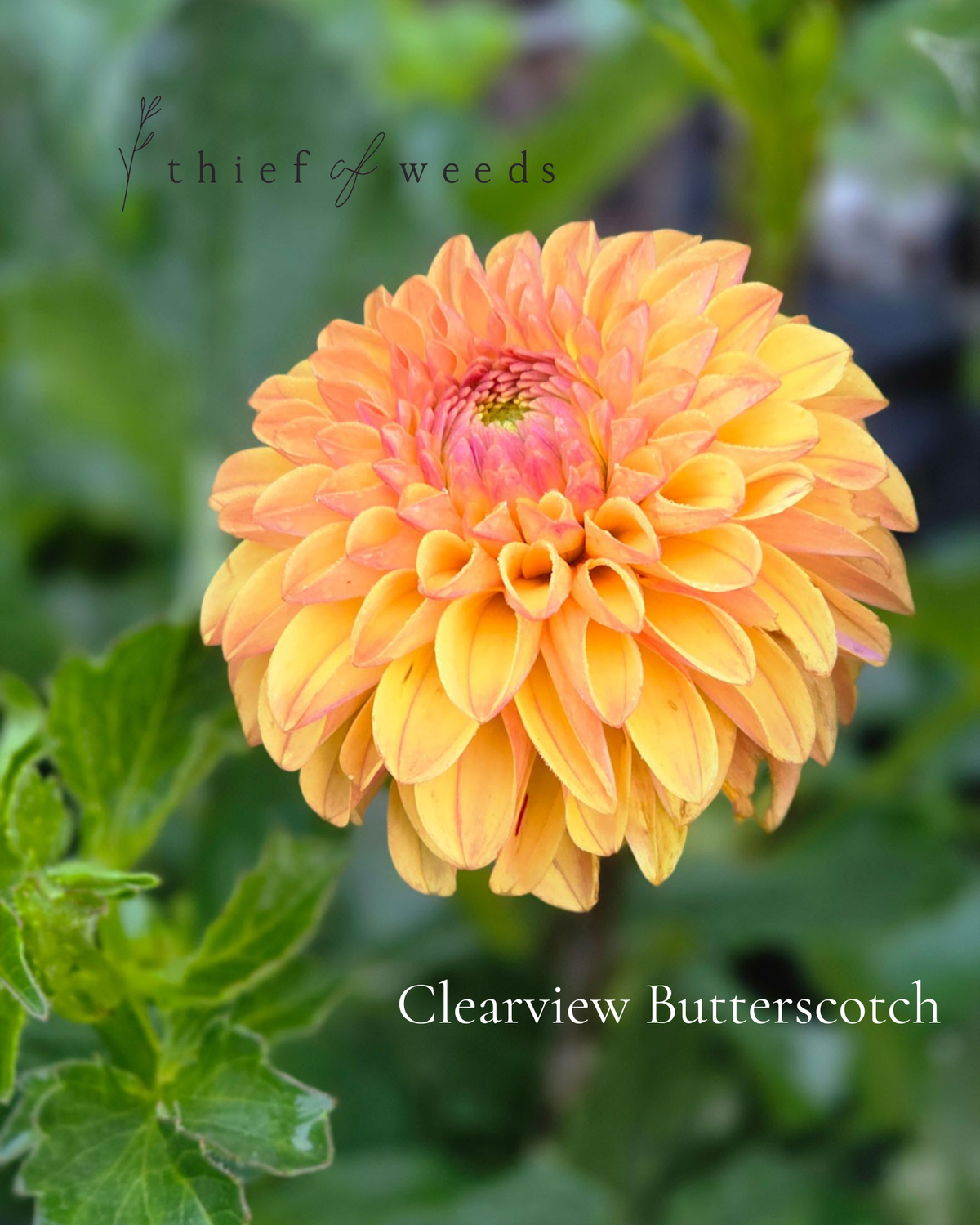 Clearview Butterscotch