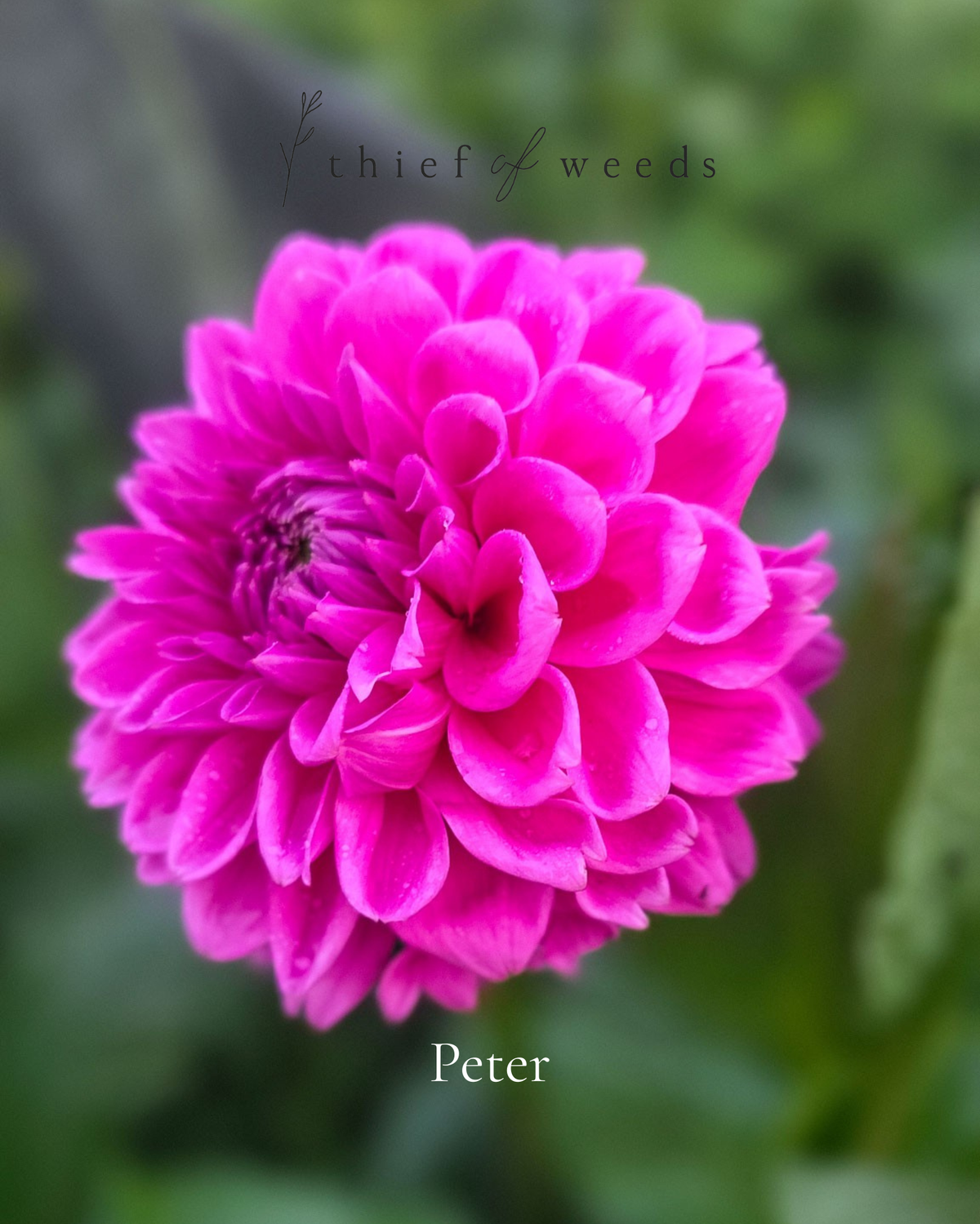 Peter