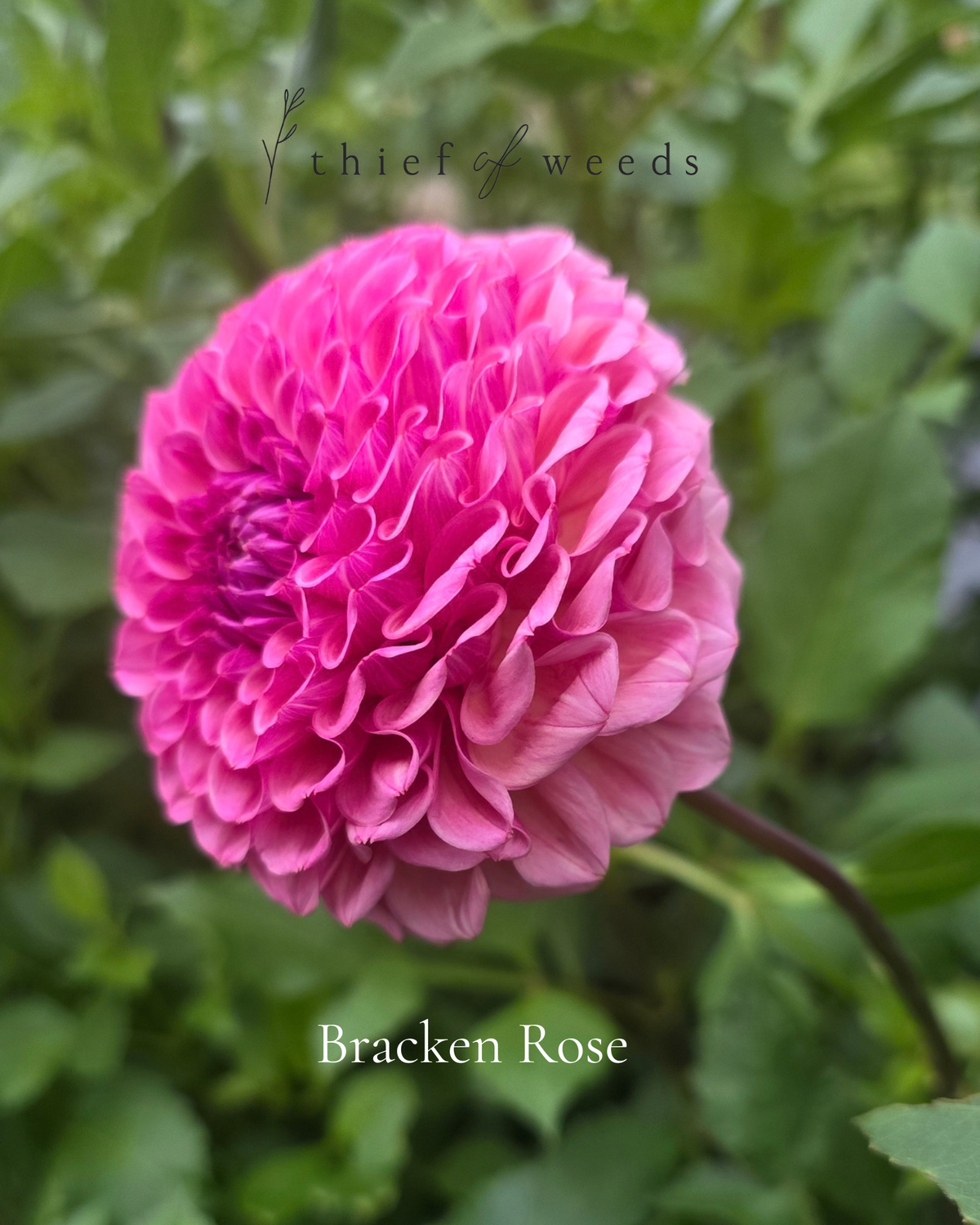 Bracken Rose