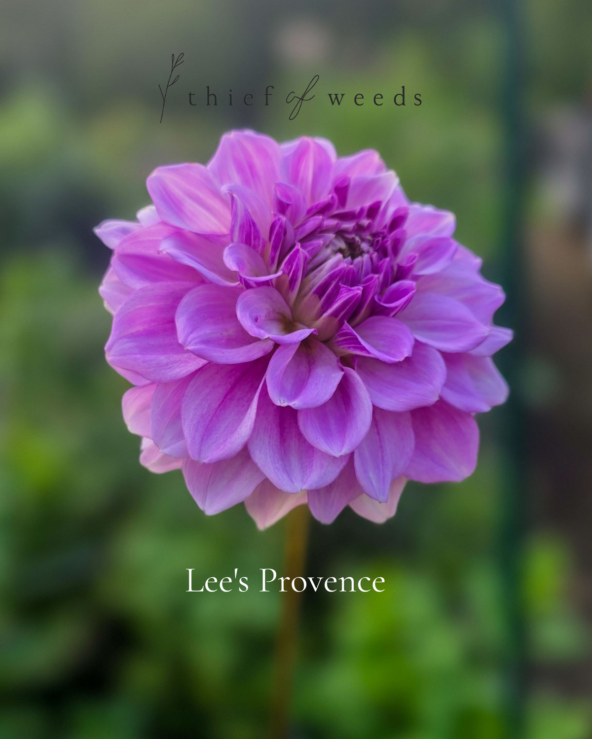 Lee's Provence